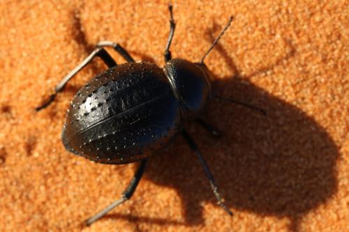 Pimelia sp.