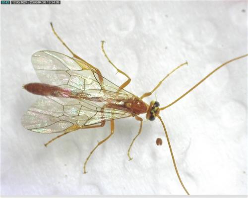 Réf. 254 922 : Ophion minutus
