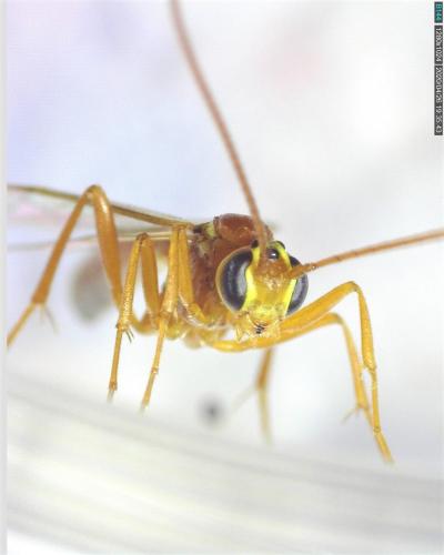 Réf. 254 924 : Ophion minutus