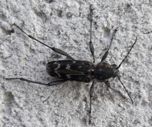 Xylotrechus rusticus