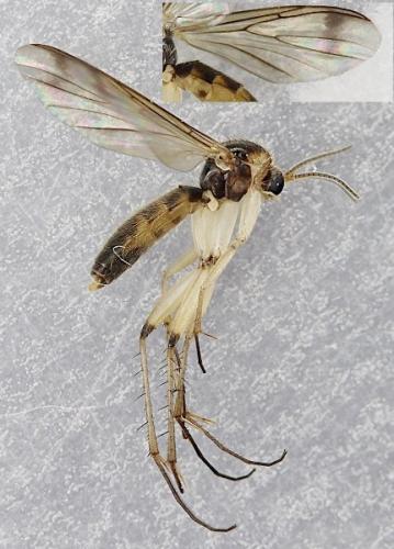 Réf. 254 302 : Leia bimaculata