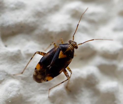 Liocoris tripustulatus