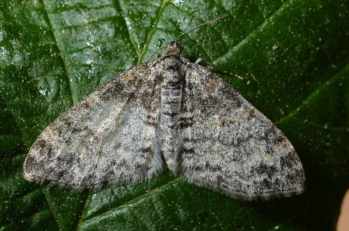 Lobophora halterata