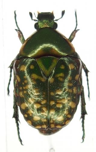 Celidota sp.