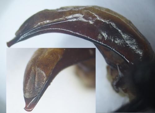 Eucamptognathus foveatus