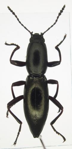 Macellocerus sp.