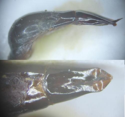 Macellocerus sp.