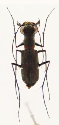 Réf. 254 129 : Odontocheila margineguttata