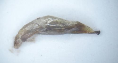 Odontocheila margineguttata