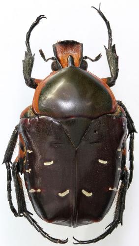 Bothrorrhina ochreata