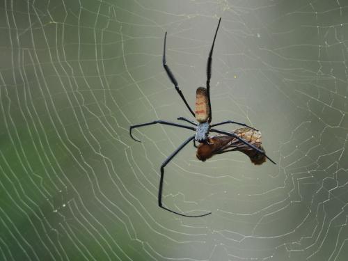Réf. 254 869 : Trichonephila fenestrata