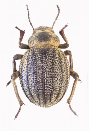 Pimelia hildebrandti