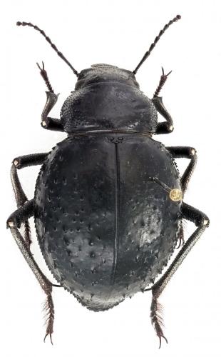 Pimelia sp.