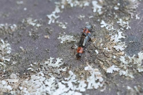 Attalus minimus