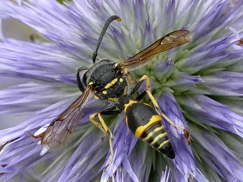 Eumenes papillarius
