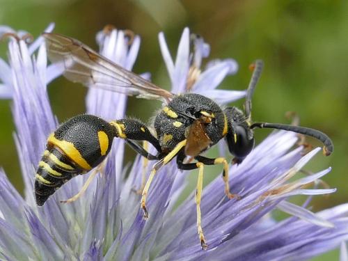 Eumenes papillarius
