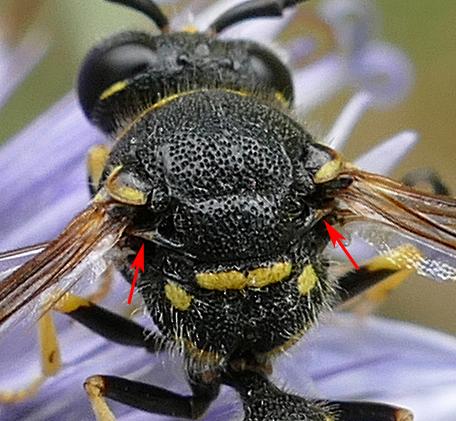 Réf. 254 434 : Eumenes papillarius