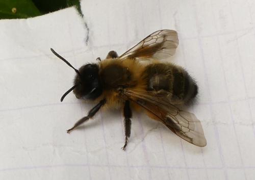 Andrena nigroaenea