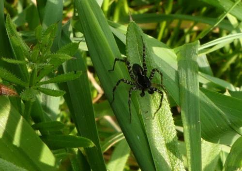 Pardosa prativaga