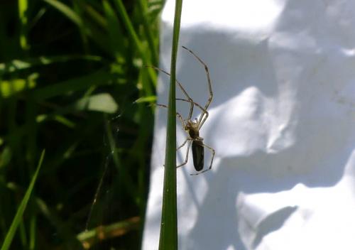 Tetragnatha sp.