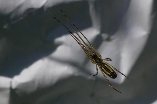 Tetragnatha sp.