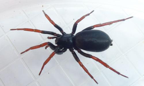 Trachyzelotes pedestris