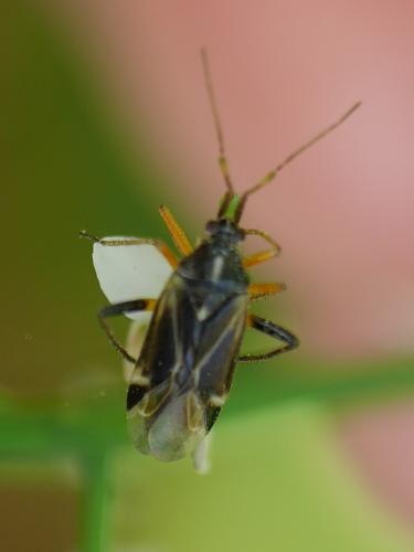 Réf. 254 718 : Harpocera thoracica