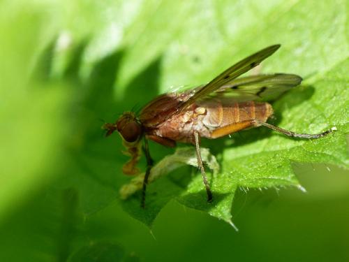 Tetanocera ferruginea
