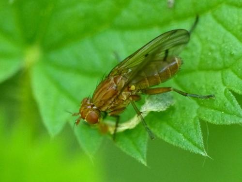 Tetanocera ferruginea