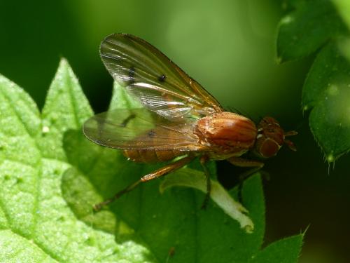 Réf. 254 656 : Tetanocera ferruginea