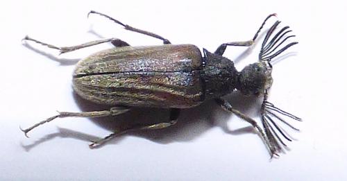 Réf. 254 964 : Ptilophorus dufourii