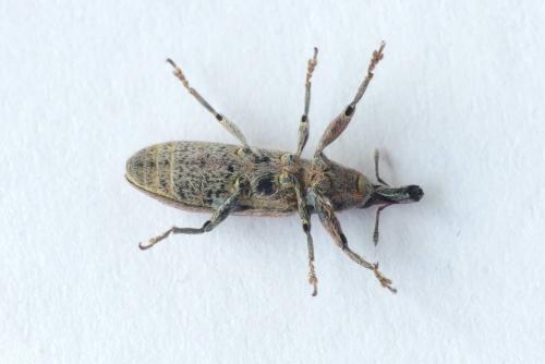 Réf. 254 071 : Lixus vilis