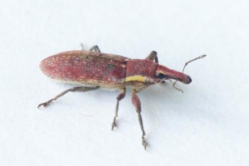 Réf. 254 070 : Lixus vilis