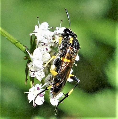 Réf. 254 133 : Macrophya montana