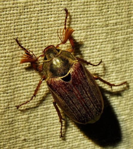 Réf. 254 260 : Melolontha sp.