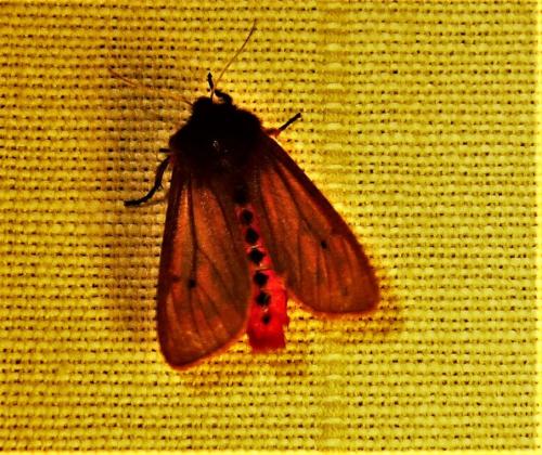 Réf. 254 262 : Phragmatobia fuliginosa