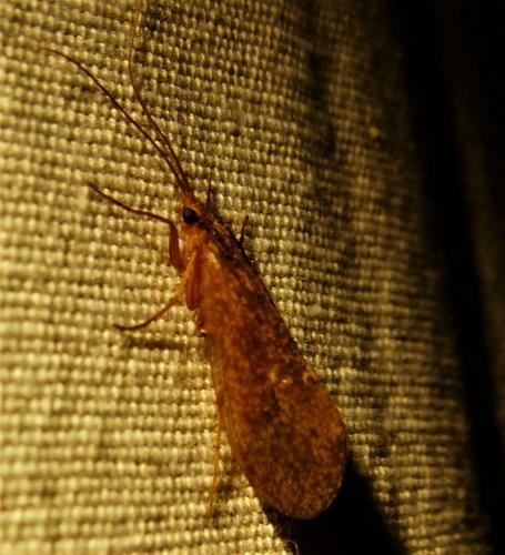 Réf. 254 272 : Stenophylax sp.