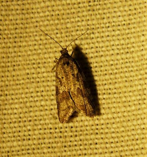 Cnephasia sp.
