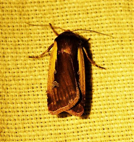 Réf. 254 269 : Ochropleura plecta