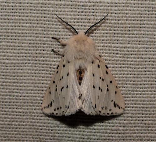 Réf. 254 239 : Spilosoma lubricipeda