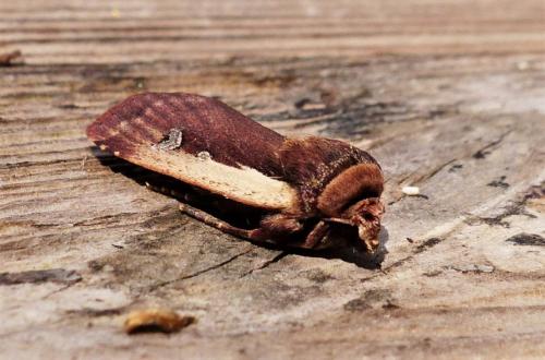 Réf. 254 328 : Ochropleura plecta