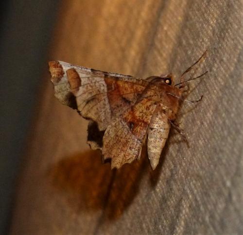 Réf. 254 427 : Selenia lunularia