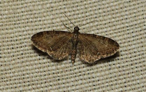 Réf. 254 429 : Eupithecia vulgata