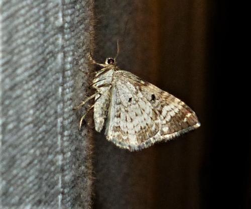 Epirrhoe alternata