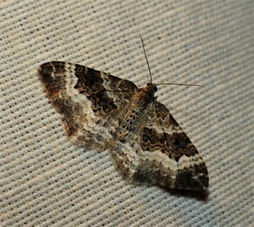 Epirrhoe alternata