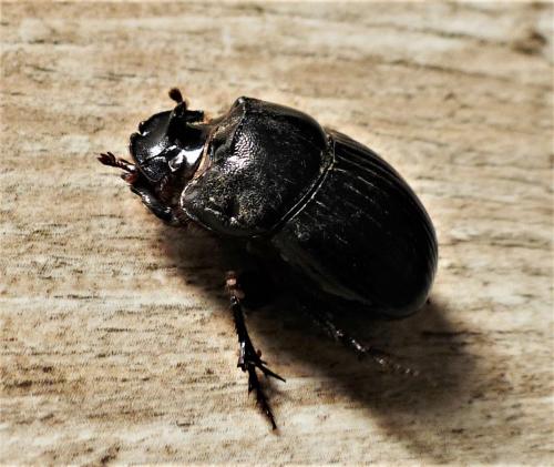Copris lunaris