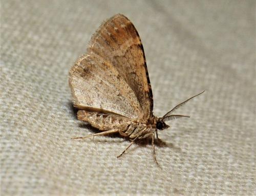 Réf. 254 528 : Xanthorhoe sp.