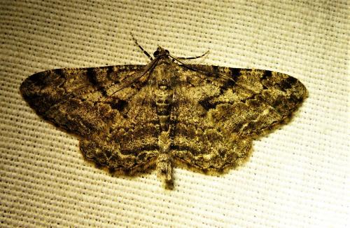 Réf. 254 652 : Peribatodes rhomboidaria