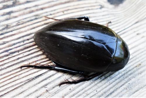 Réf. 254 642 : Hydrophilus sp.