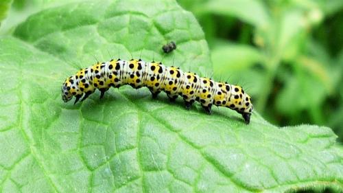 Réf. 254 771 : Cucullia verbasci